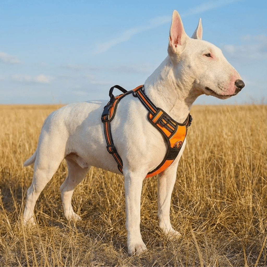 No-Pull Dog Harness product image 1