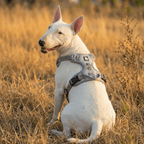 No-Pull Dog Harness product image 3
