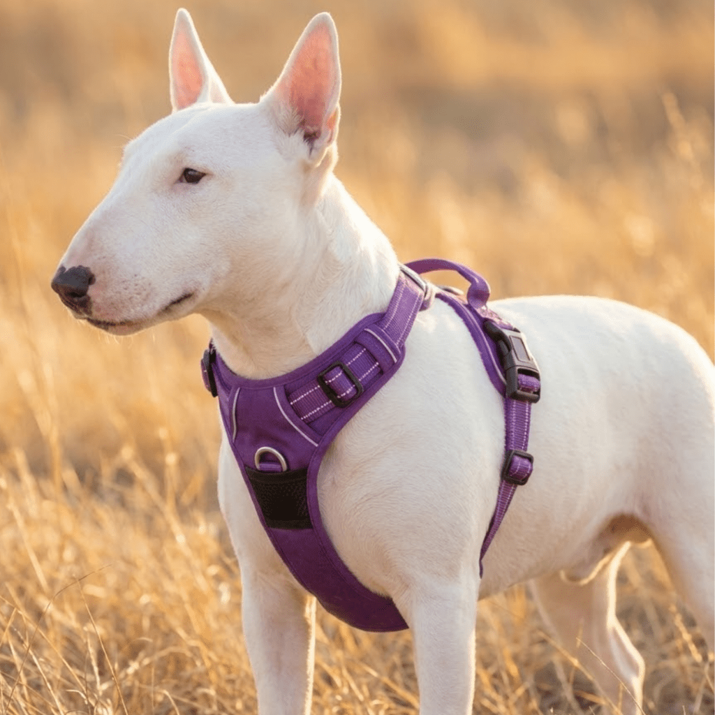 No-Pull Dog Harness product image 4