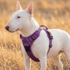 No-Pull Dog Harness product image 4