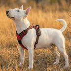 No-Pull Dog Harness product image 5