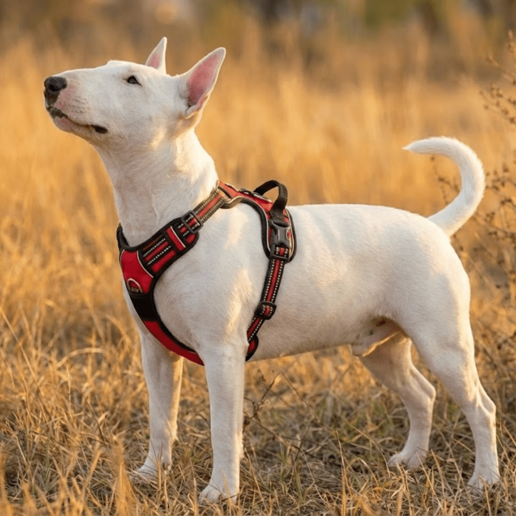 No-Pull Dog Harness product image 5