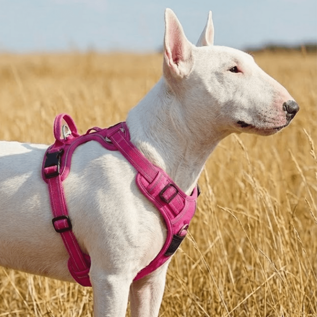 No-Pull Dog Harness product image 6