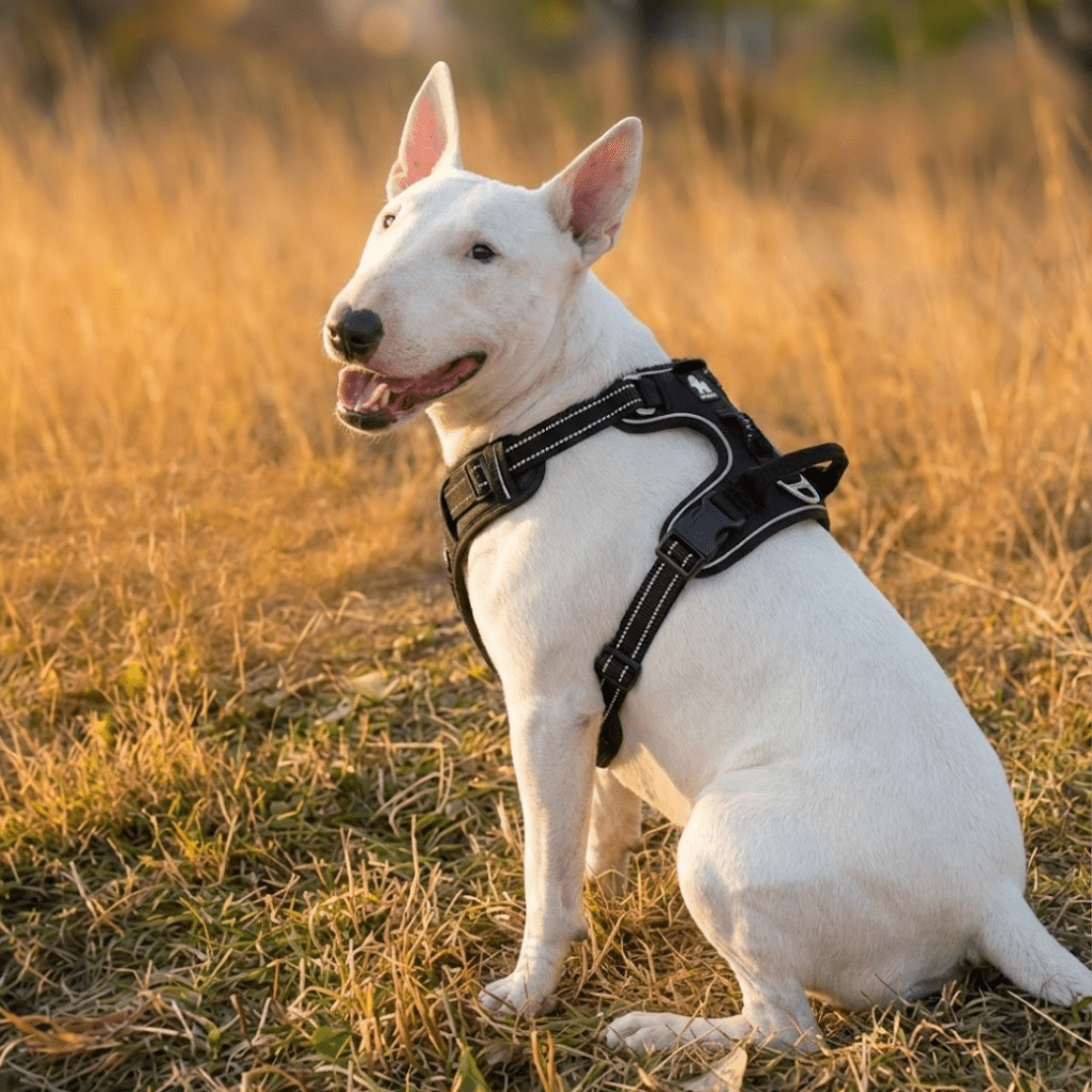 No-Pull Dog Harness product image 7
