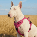 No-Pull Dog Harness product image 9