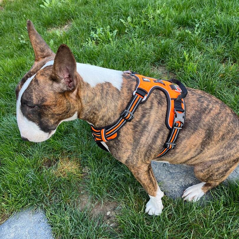 No-Pull Dog Harness product image 10