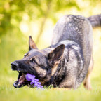 Nylon Dog Toy product image 2