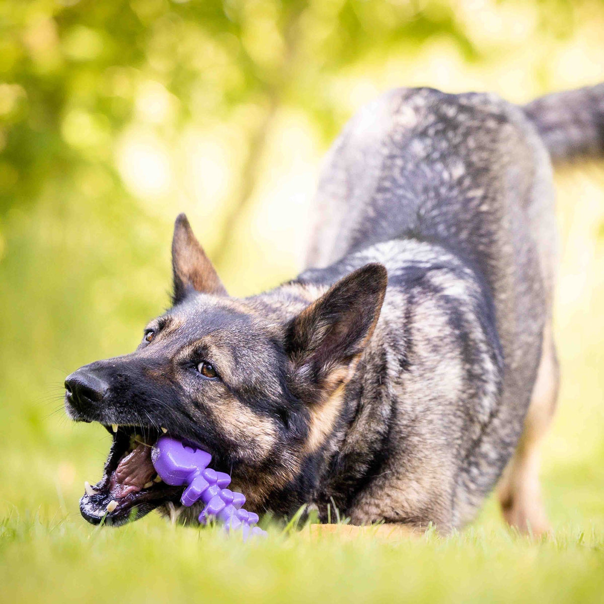 Nylon Dog Toy product image 2