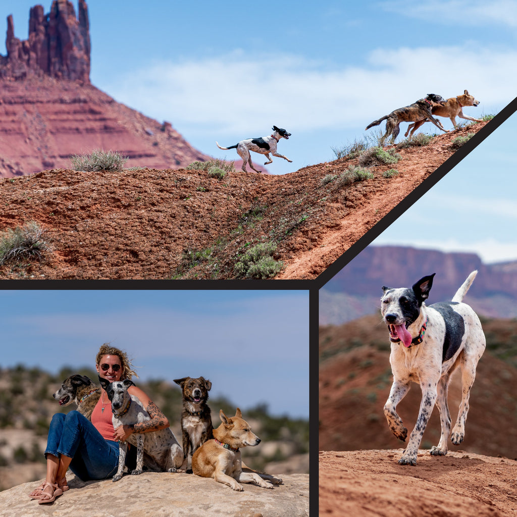 Dog Leash product image 6