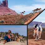 Dog Leash product image 6
