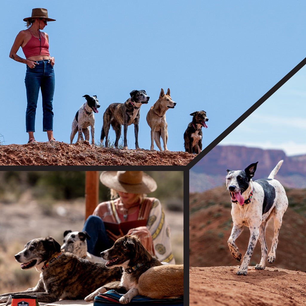 Martingale Dog Collar product image 6