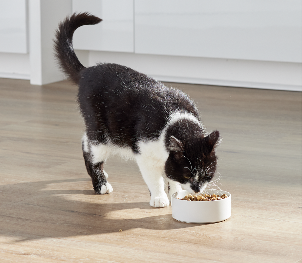 Dry Cat Food product image 7