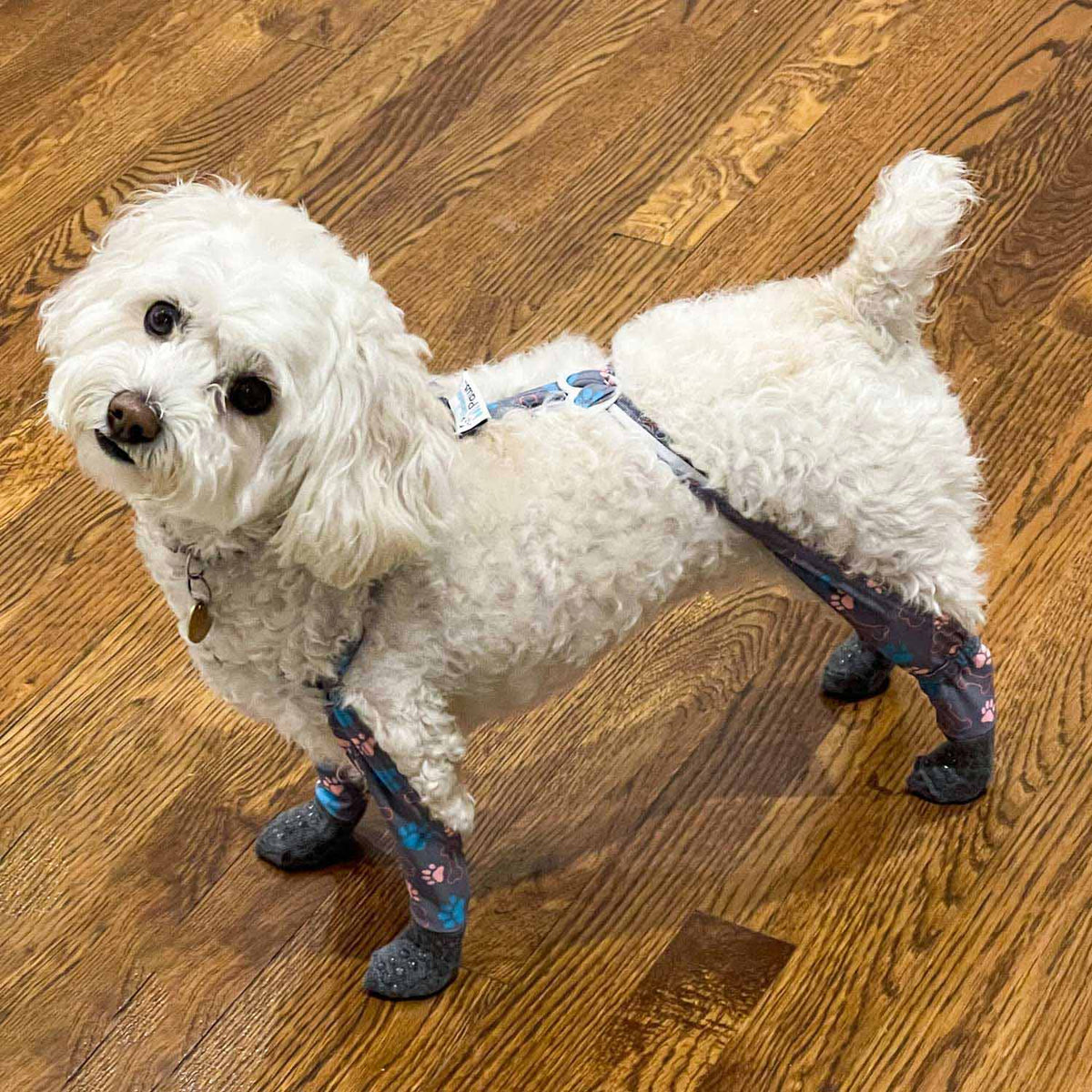 Dog Sock Leggings product image 1