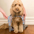 Dog Sock Leggings product image 6