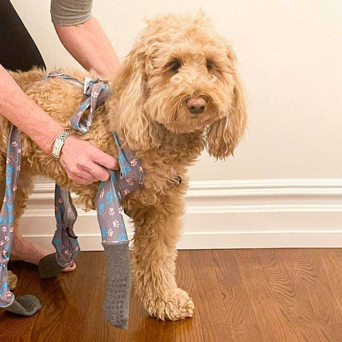 Dog Sock Leggings product image 7