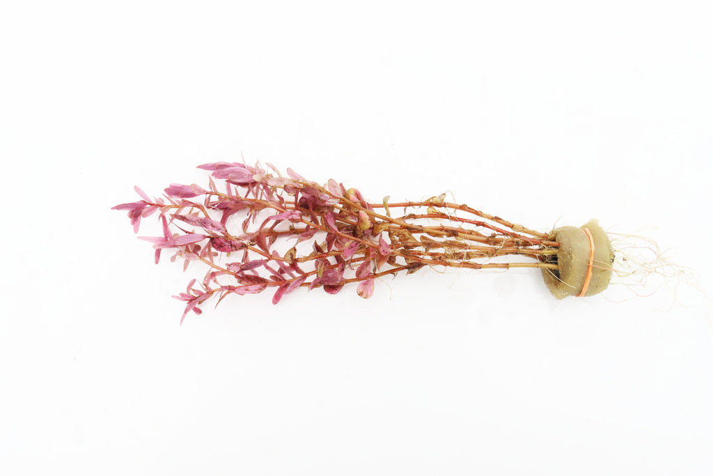 Live Aquarium Plant product image 1