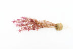 Live Aquarium Plant product image 1