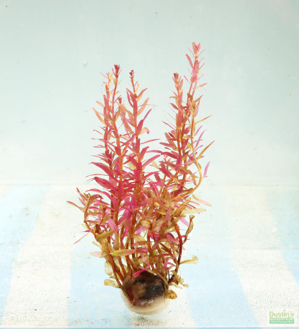 Live Aquarium Plant product image 2