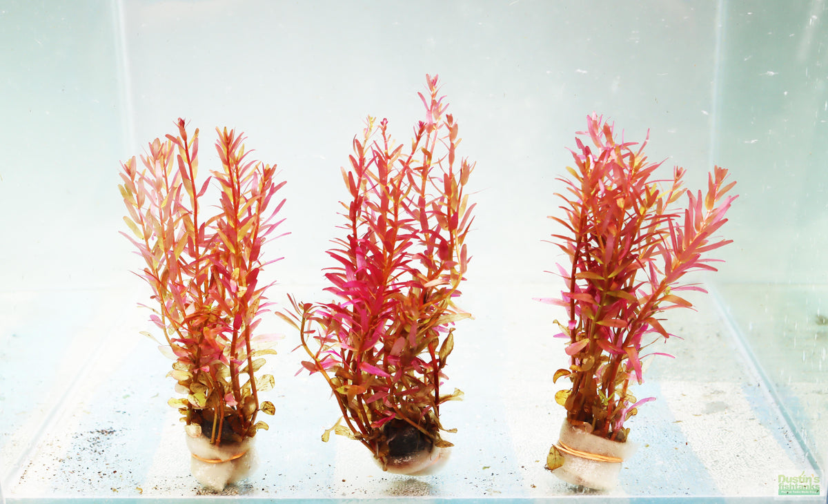 Live Aquarium Plant product image 3