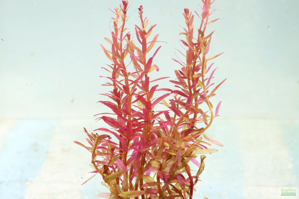 Live Aquarium Plant product image 4