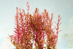 Live Aquarium Plant product image 5