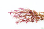 Live Aquarium Plant product image 6