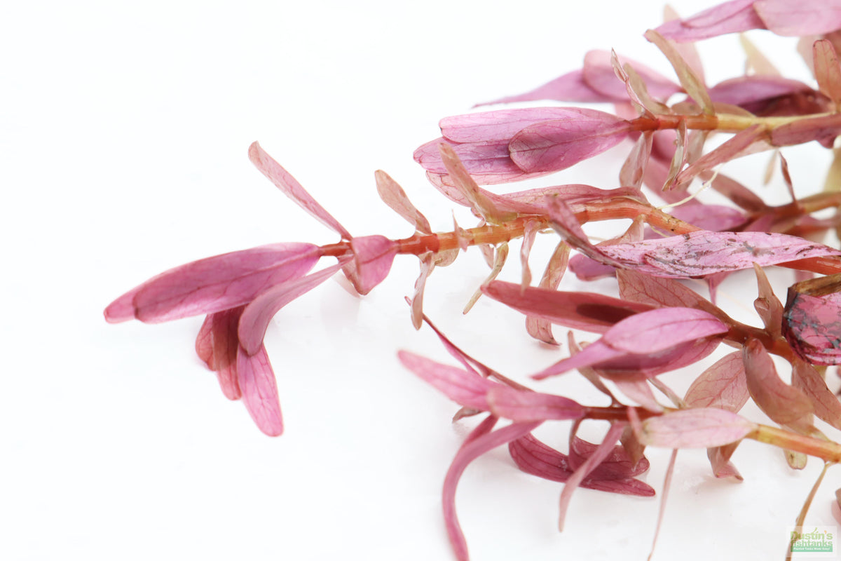 Live Aquarium Plant product image 7