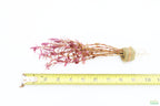 Live Aquarium Plant product image 8