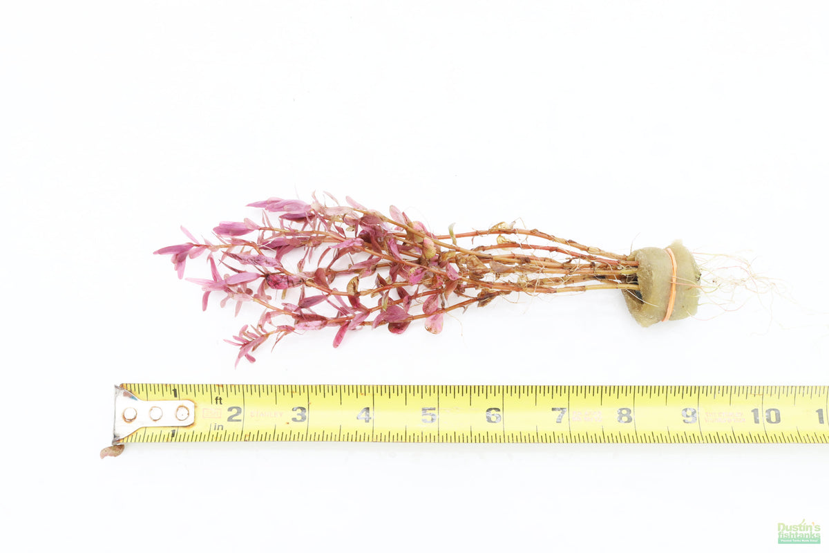 Live Aquarium Plant product image 8