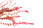 Live Aquarium Plant product image 9