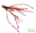 Live Aquarium Plant product image 10