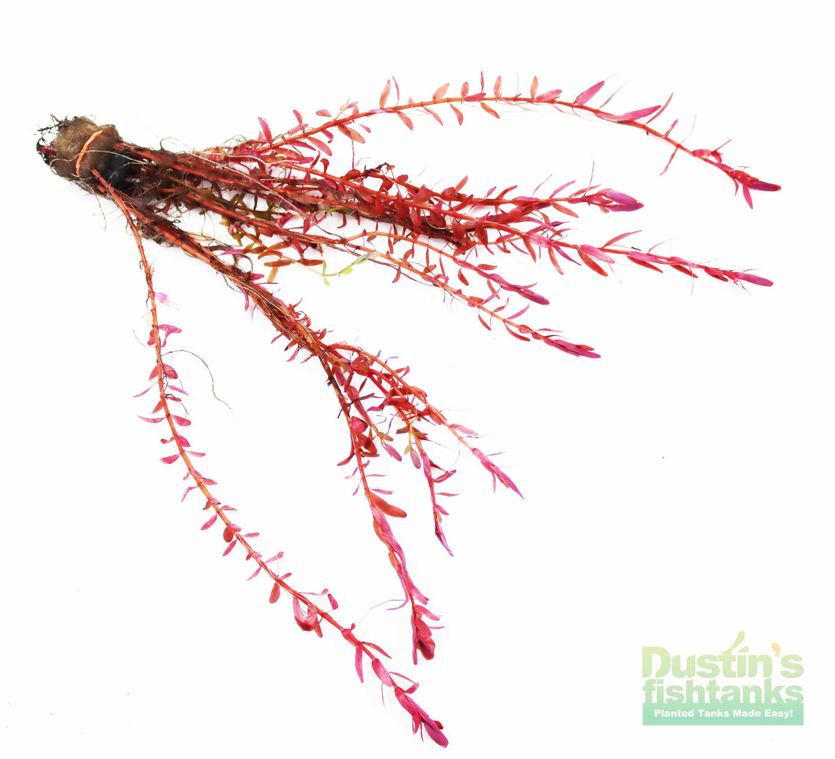 Live Aquarium Plant product image 10