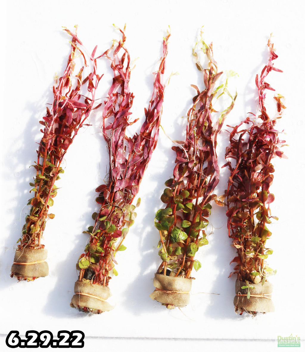 Live Aquarium Plant product image 11