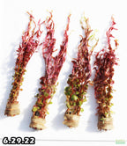Live Aquarium Plant product image 11