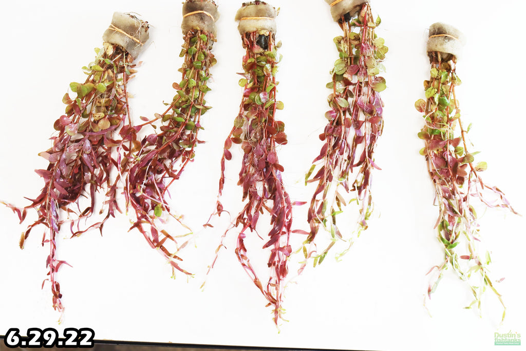 Live Aquarium Plant product image 12