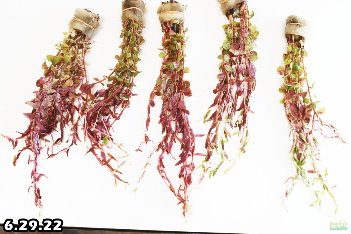 Live Aquarium Plant product image 12