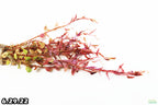 Live Aquarium Plant product image 13