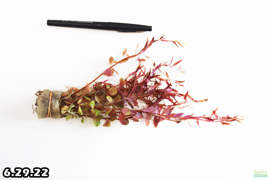 Live Aquarium Plant product image 14