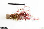 Live Aquarium Plant product image 14