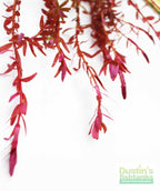 Live Aquarium Plant product image 15
