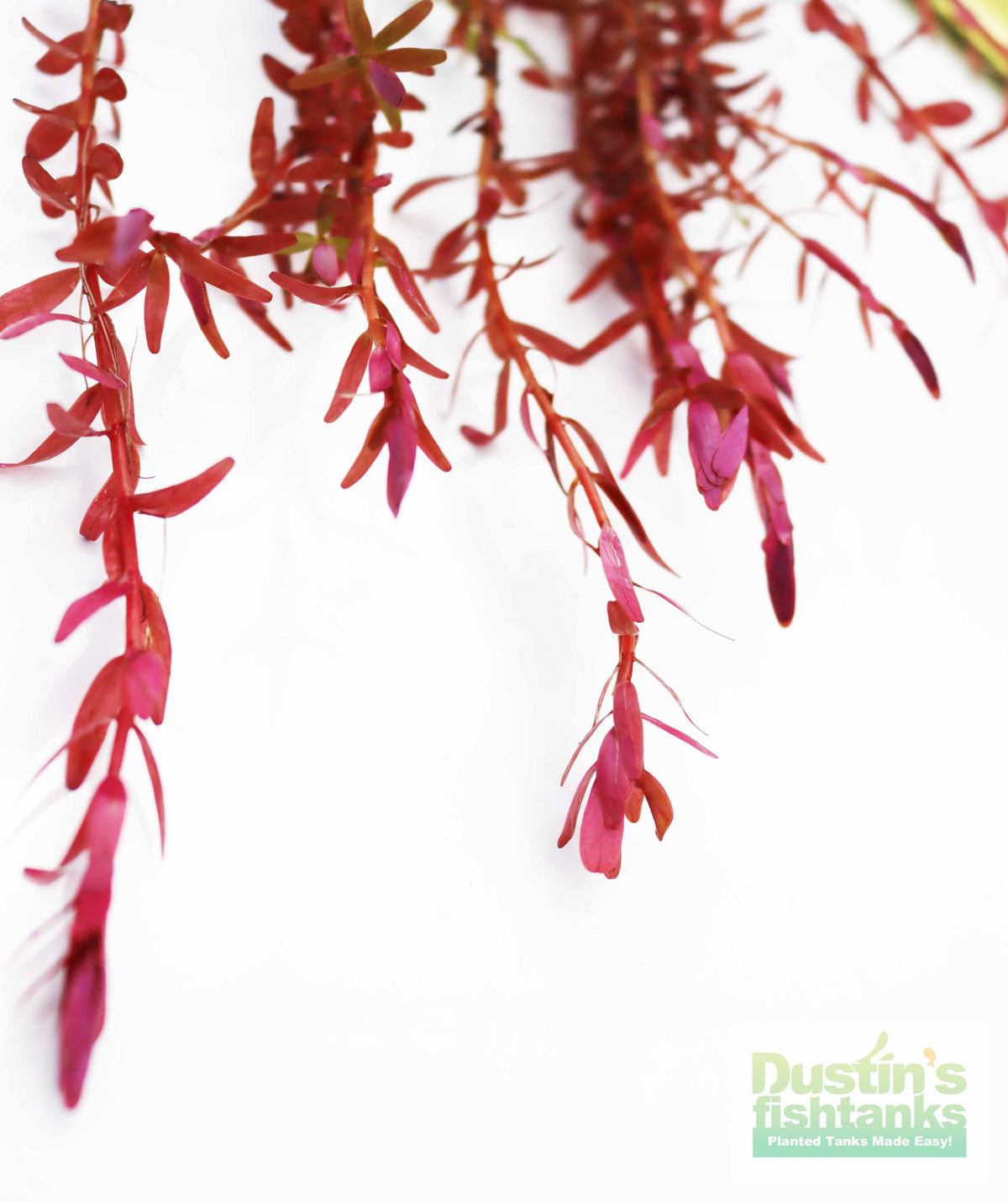 Live Aquarium Plant product image 15