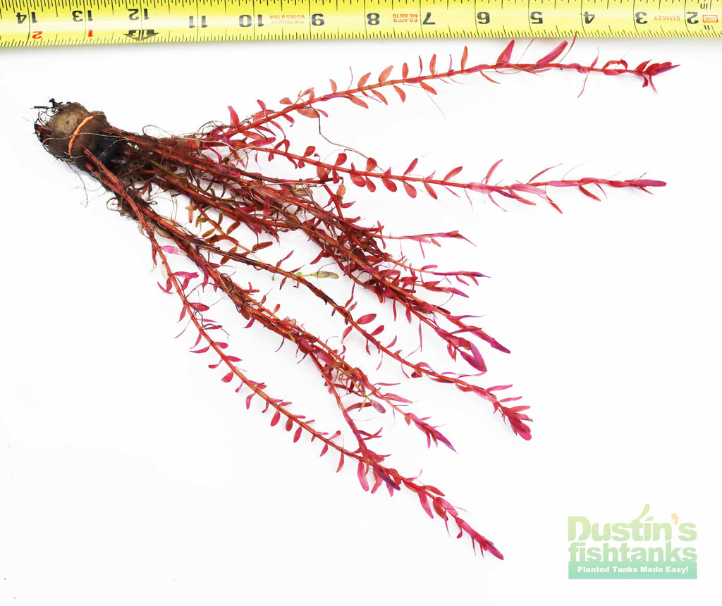 Live Aquarium Plant product image 16