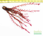 Live Aquarium Plant product image 16