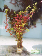 Live Aquarium Plant product image 17