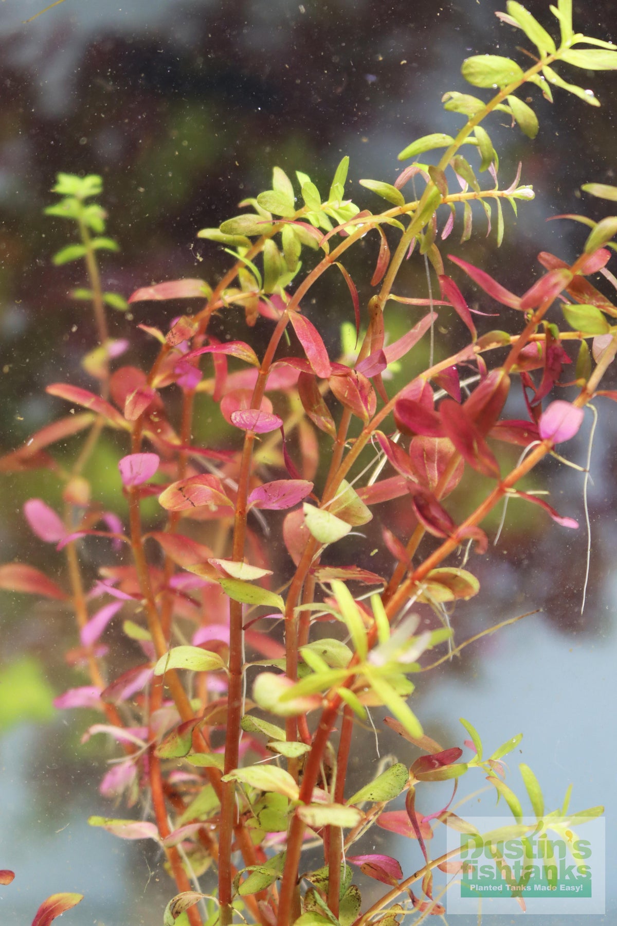 Live Aquarium Plant product image 18