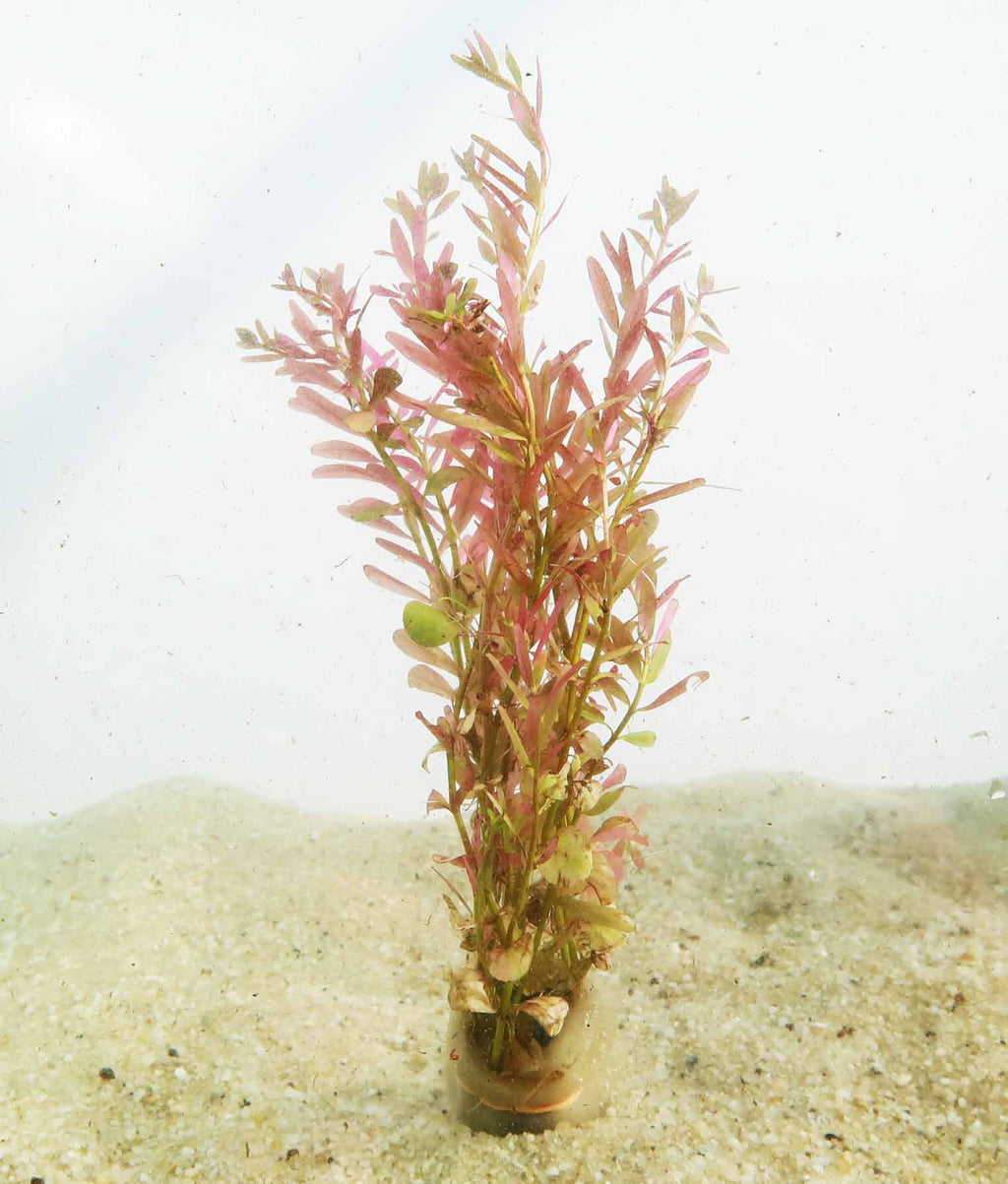 Live Aquarium Plant product image 19