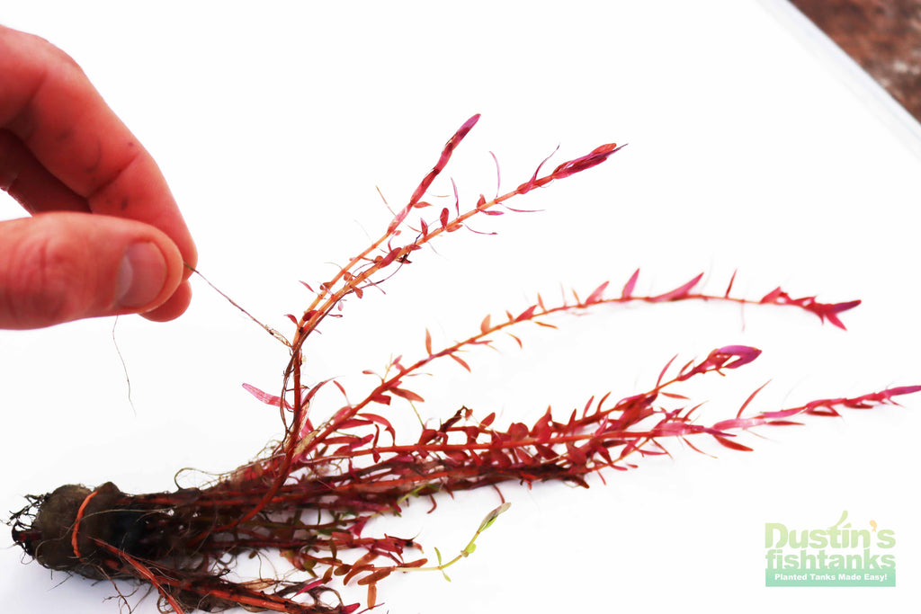 Live Aquarium Plant product image 20