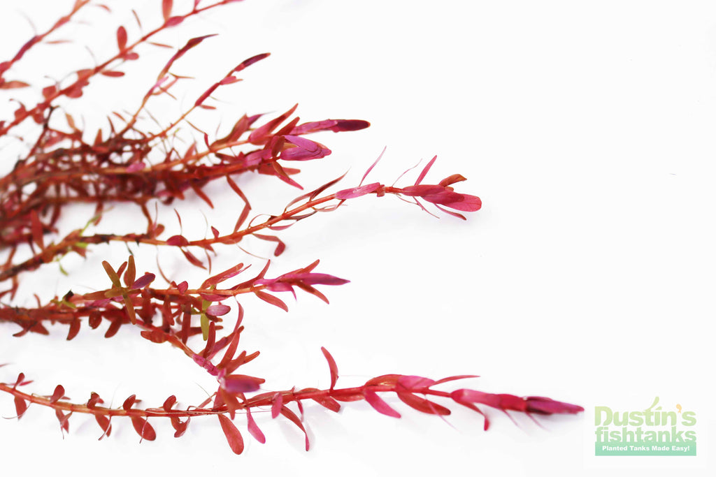 Live Aquarium Plant product image 21