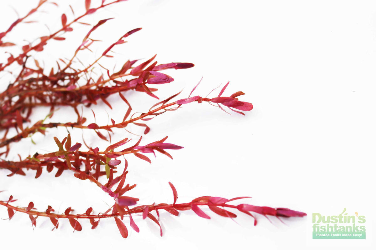 Live Aquarium Plant product image 21