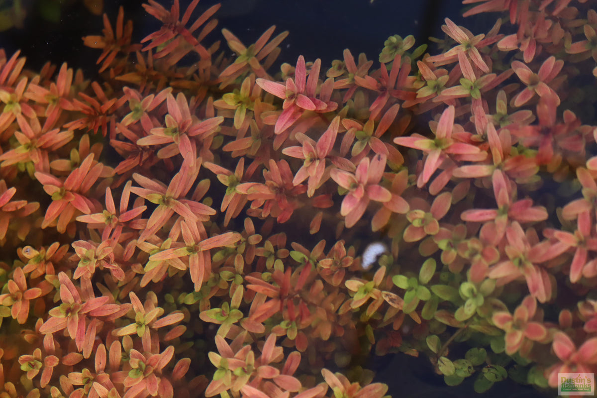 Live Aquarium Plant product image 22